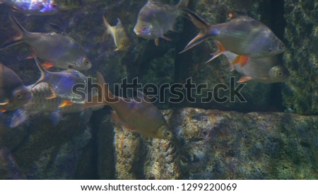 underwater world, many multi-colored fish coral reefs
