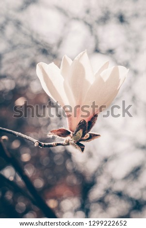 Blooming magnolia tree in the spring. Selective focus