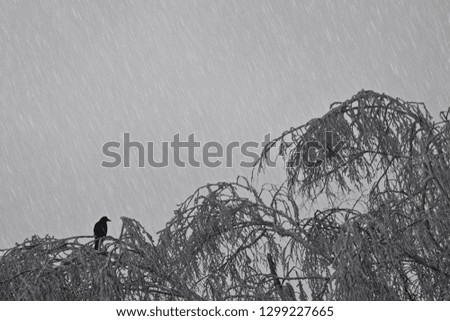 Crow on snow-covered branches. Snowy day. Lonely bird