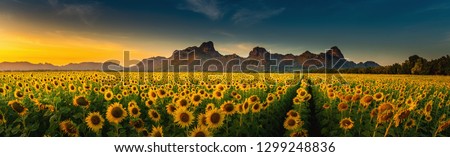 Panorama landscape of sunflowers blooming in the field., Beautiful scene of agriculture farming on mountain range background at sunset., Plantation of crop organic farm and countryside traveling.