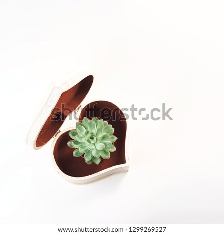 Beautiful green succulent in box in shape of heart, isolated on white background. Flat lay, top view. Concept of gift for Valentine's day, birthday, 8 March. Copy space.