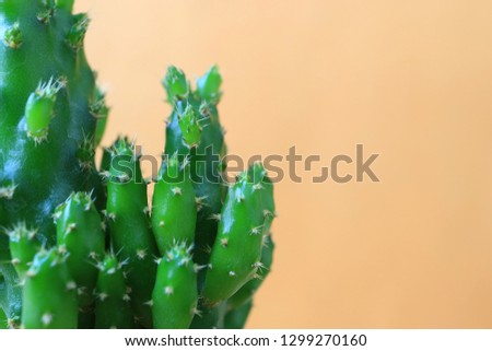 Closed up vibrant green mini cactus plants on pastel orange background with free space for design and text
