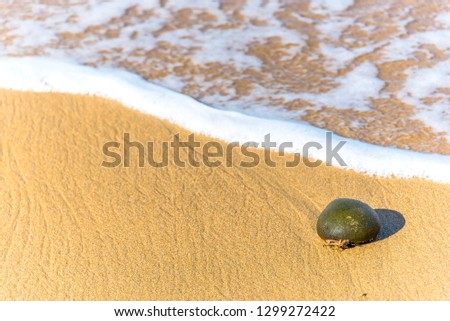 Sponge on a Sandy Beach with Surf and Foam