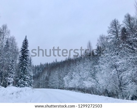 Winter forest, north road trip,  beautiful background