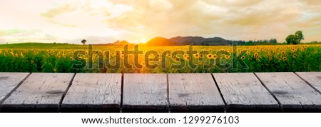 Beautiful of nature background of old Wooden terrace table on blurry Wonderful nature landscape panorama view of Sunflower field on sunset.can be used for display or montage your products on top.