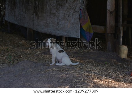 White puppy of Thailand