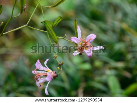 Flowers of Tricyrtis formosana