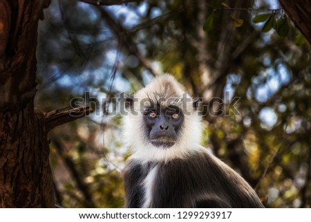 Hulman Monkey, big picture of upper body and face, with many details. sits to the left, but the head and the eyes look directly to the camera. Isolated and in the background primeval forest