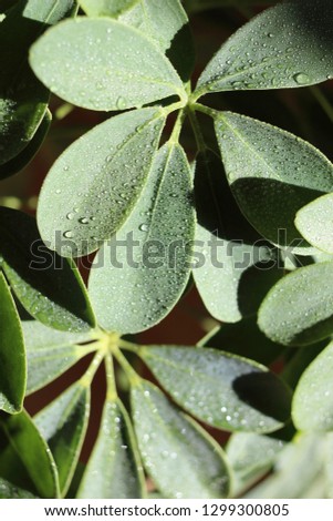 Juicy and fresh background with leaves of a home plant covered with dew.