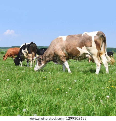 Cows  on a summer pasture