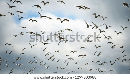 Flock of seagulls flying in cloudy sky