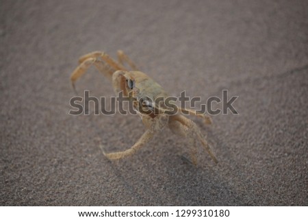 nature aerial macro photography: close up of a  yellow ghost crab with strange eyes on a sandy beach, outdoors on a sunny day on Atlantic shoreline, in the Gambia, Africa
