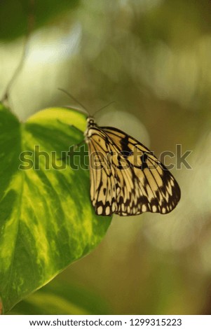 black and yellow butterfly, with wings closed 