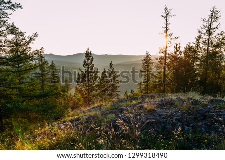 forest in the mountains, the setting sun in the summer