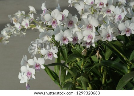 Closeup Pink-white orchid for beautiful flower background