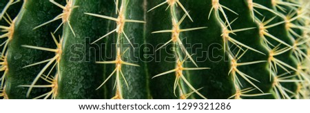 Cactus Family, close-up barrel cactus. thorn cactus texture background, close up.