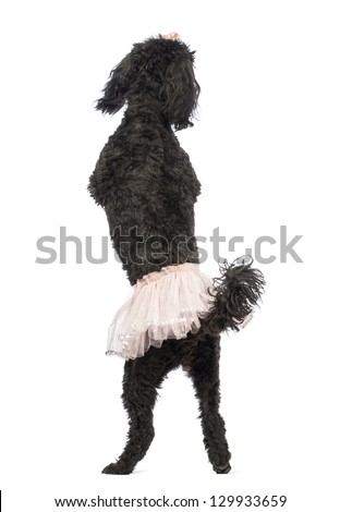 Rear view of a Poodle, 5 years old, standing, dancing and wearing a pink tutu in front of white background