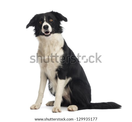 Border Collie, 8 months old, sitting and looking up in front of white background