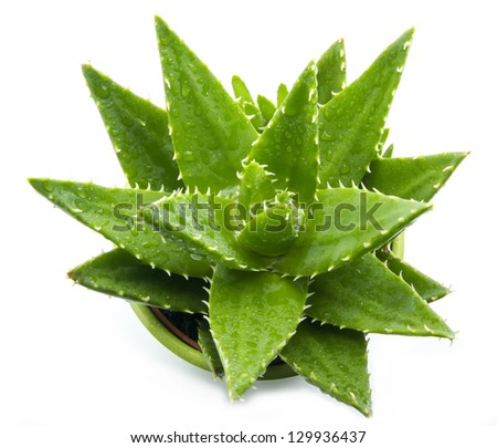 Aloe vera with water drops isolated on white background Royalty-Free Stock Photo #129936437