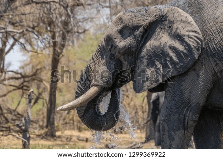 close up of an elephant drinking, blurred trees in the background, okavango delta, botswana