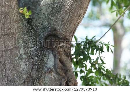 gray squirrel sitting on an oak tree 