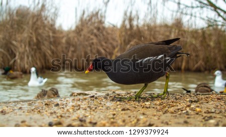 Moorhen Feeding on Lake side out of water whole bird in profile