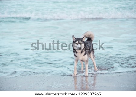 redhead husky coming out of the sea
