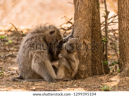 Mother and young baboon sitting together