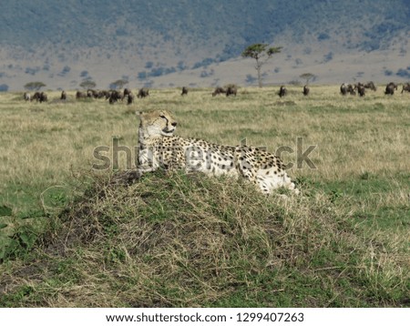 Cheetah lying on a termite mound with wildebeest grazing in the background.