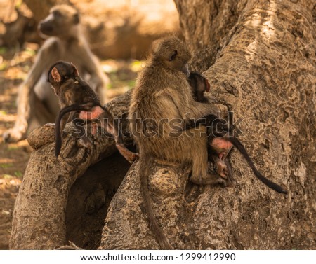 Tree cute little baboons plying in a tree with mother in the background