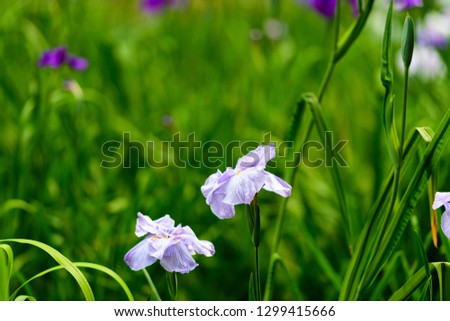 The irises blooming in the flower garden