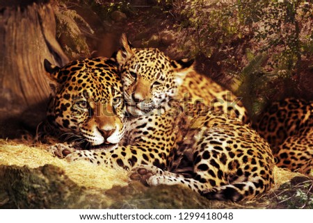 Jaguar wild cat animal Stock Images