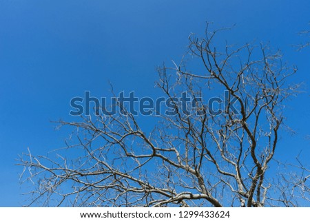 Dead tree isolated split white background old dry tree natural,Tree dead concept.