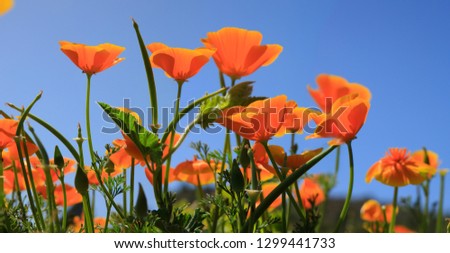 Eschscholzia californica plant with orange flowers, panorama