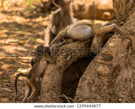 Baby and young baboons at horseplay