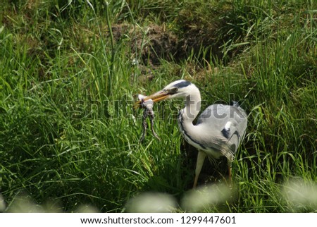 Heron catches a frog