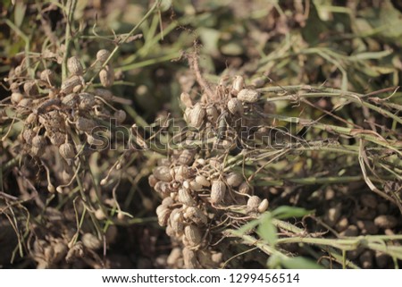 nature macro photography: close up of fresh peanuts taken out of the ground, outdoors on a sunny day in bright sunlight, in the Gambia, Africa