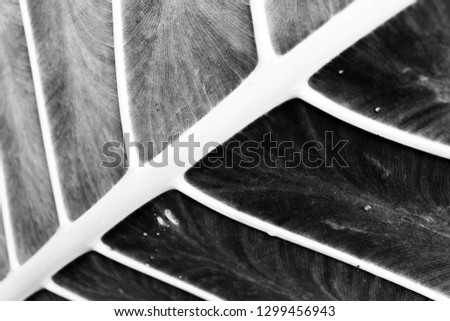 Black And White Leaf