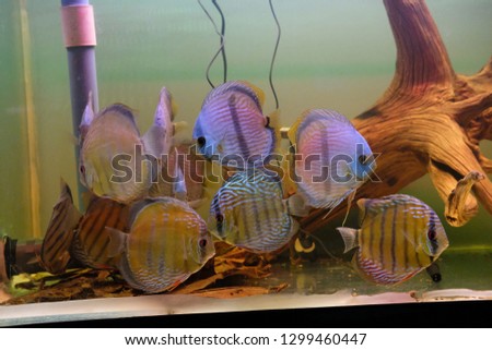 School of wild caught discus fish in a tropical aquarium fish tank