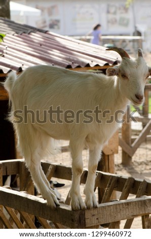 A goat from one of the farms around Bucharest, Romania