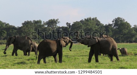 Teenage elephant bulls play fighting in the foreground with more elephants in the background.