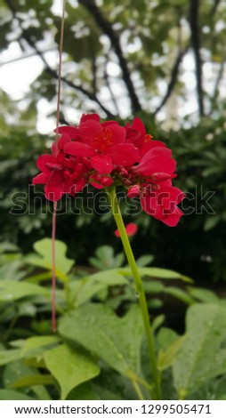 Beautiful flower.Small flower inflorescence show its beauty in Nature.beautiful close up flower.artist style