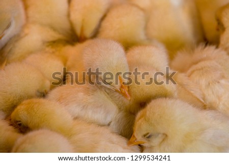 Cute chick picture