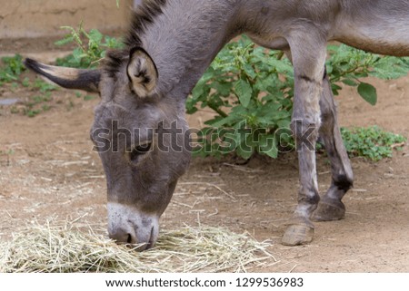 Pictures of donkey