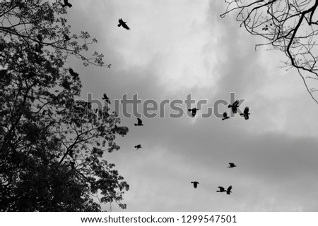 Silhouettes of a flock of crows flying of the bare branches of a tree. Black and White picture.