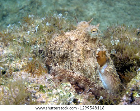 octopus vulgaris in his own natural habitat shows the particular mimetic capacity to adapts color and even shape of its skin according to the place in which it is Royalty-Free Stock Photo #1299548116