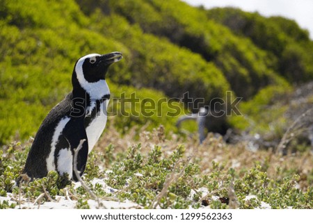 Penguin on grass, South Africa
