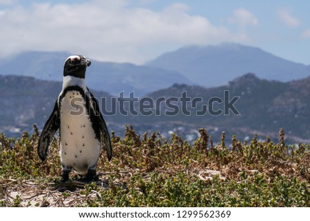 Lonely penguin in South Africa