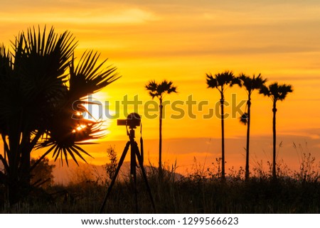 Take a sunset photo,Countryside landscape fields with Orange sky, yellow sky with clouds, natural background,Sugar palm tree and rice field,Silhouette. 