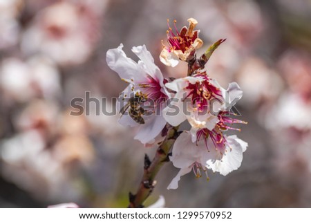 Bee (apis mellifera) pollinating almond flowers (prunus dulcis) with sunlight, and almond flowers background